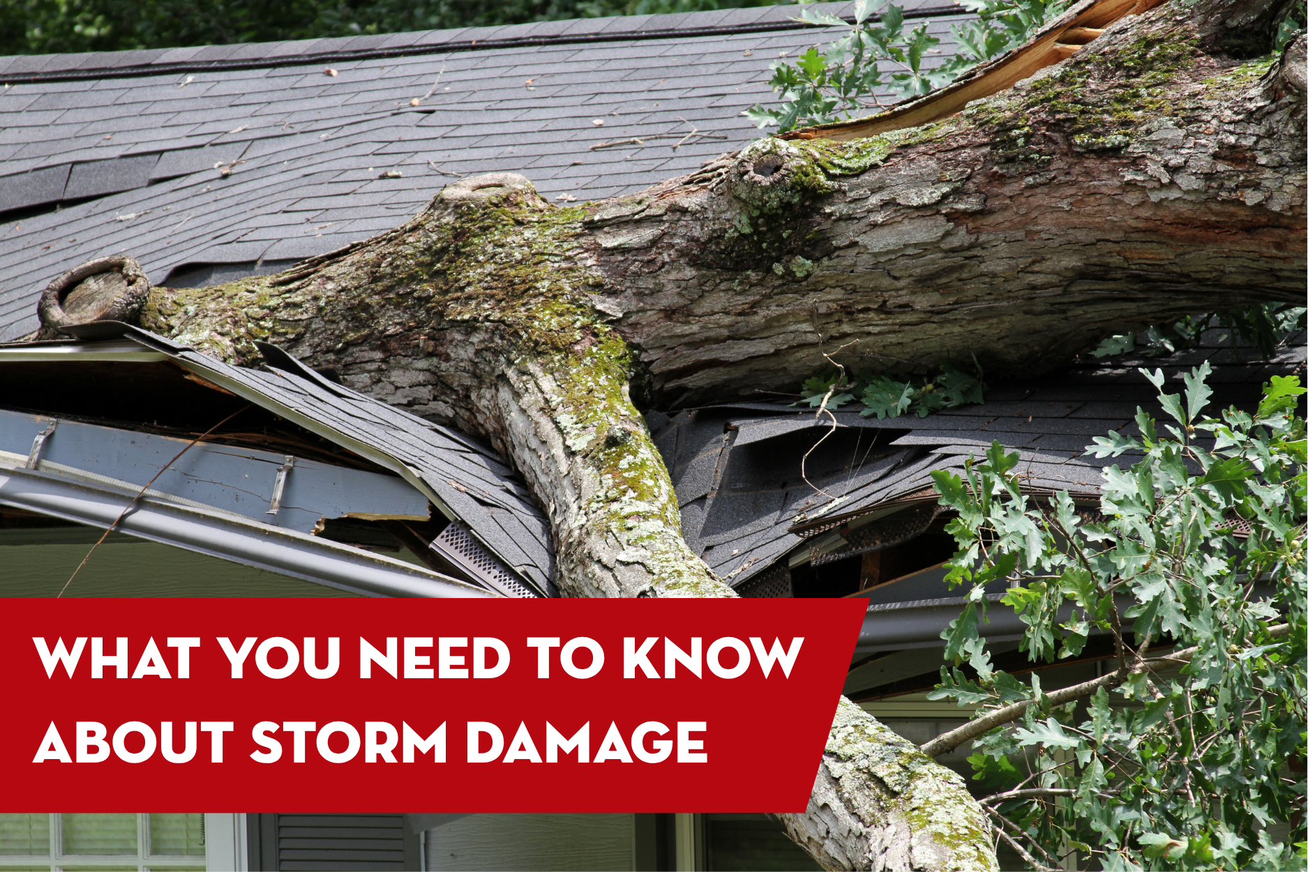 Large fallen tree causing severe roof storm damage to a home, illustrating the impact of storms on residential roofing systems